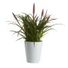 Bromeliad In 12cm White Ceramic Decorative Pot -Gardens and Outdoor Stores bromeliad in 12cm white ceramic decorative pot3663602463450 02c bq