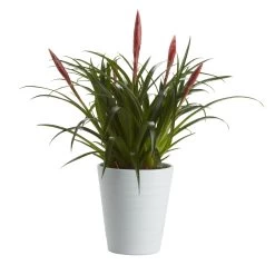 Bromeliad In 12cm White Ceramic Decorative Pot