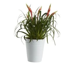 Bromeliad In 12cm White Ceramic Decorative Pot -Gardens and Outdoor Stores bromeliad in 12cm white ceramic decorative pot3663602463450 21c bq