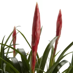 Bromeliad In 12cm White Ceramic Decorative Pot -Gardens and Outdoor Stores bromeliad in 12cm white ceramic decorative pot3663602463450 36c bq