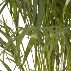 Butterfly Palm In 24cm Terracotta Plastic Grow Pot -Gardens and Outdoor Stores butterfly palm in 24cm terracotta plastic grow pot3663602462415 36c bq