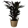Calathea Wavestar In 19cm Natural Cattail & Plastic Decorative Pot 1 Calathea Wavestar In 19cm Natural Cattail & Plastic Decorative Pot -Gardens and Outdoor Stores calathea wavestar in 19cm natural cattail plastic decorative pot5059340126913 02c