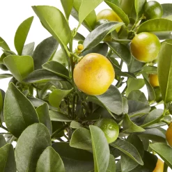 Citrus In 14cm Orange Plastic Grow Pot -Gardens and Outdoor Stores citrus in 14cm orange plastic grow pot3663602462729 36c bq