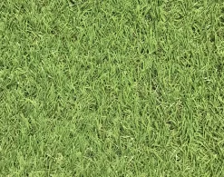 Dennis Medium Density Artificial Grass (L)4m (W)1m (T)22mm