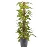 Devil's Ivy In 24cm Black Plastic Grow Pot 2 Devil's Ivy In 24cm Black Plastic Grow Pot -Gardens and Outdoor Stores devil s ivy in 24cm black plastic grow pot3663602462484 02c bq