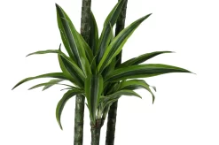 Dracaena Tree In 24cm Terracotta Plastic Grow Pot -Gardens and Outdoor Stores dracaena tree in 24cm terracotta plastic grow pot5059340127040 37c