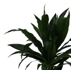 Dracaena Tree In 24cm Terracotta Plastic Grow Pot -Gardens and Outdoor Stores dracaena tree in 24cm terracotta plastic grow pot5059340127040 38c