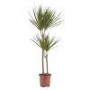 Dragon Tree In 19cm Terracotta Plastic Grow Pot -Gardens and Outdoor Stores dragon tree in 19cm terracotta plastic grow pot3663602462460 02c bq
