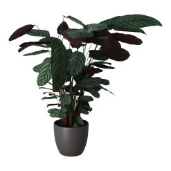 Dragon Tree In 24cm Assorted Ceramic Decorative Pot -Gardens and Outdoor Stores dragon tree in 24cm assorted ceramic decorative pot5059340827858 22c