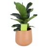 Indoor Plants Fig Terracotta Ceramic Decorative Pot -Gardens and Outdoor Stores indoor plants fig terracotta ceramic decorative pot5059340224336 02c