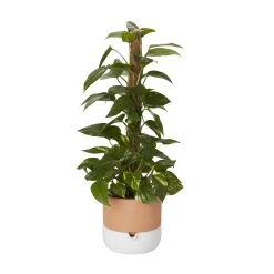 Ivy In 19cm Black Plastic Grow Pot 7 Ivy In 19cm Black Plastic Grow Pot -Gardens and Outdoor Stores ivy in 19cm black plastic grow pot3663602462491 22c