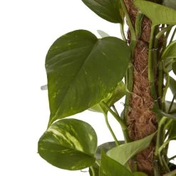 Ivy In 19cm Black Plastic Grow Pot 6 Ivy In 19cm Black Plastic Grow Pot -Gardens and Outdoor Stores ivy in 19cm black plastic grow pot3663602462491 36c bq