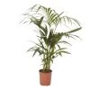 Kentia Palm In 19cm Terracotta Plastic Grow Pot -Gardens and Outdoor Stores kentia palm in 19cm terracotta plastic grow pot3663602462385 02c bq