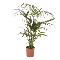 Kentia Palm In 19cm Terracotta Plastic Grow Pot