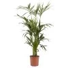 Kentia Palm In 24cm Terracotta Plastic Grow Pot