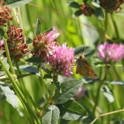 Meadowmat Wildflower Turf, 20m² Pack -Gardens and Outdoor Stores meadowmat wildflower turf 20m pack04168157 02i