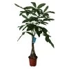 Mexican Fortune Tree In 19cm Terracotta Plastic Grow Pot -Gardens and Outdoor Stores mexican fortune tree in 19cm terracotta plastic grow pot5059340127002 02c