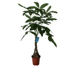 Mexican Fortune Tree In 19cm Terracotta Plastic Grow Pot