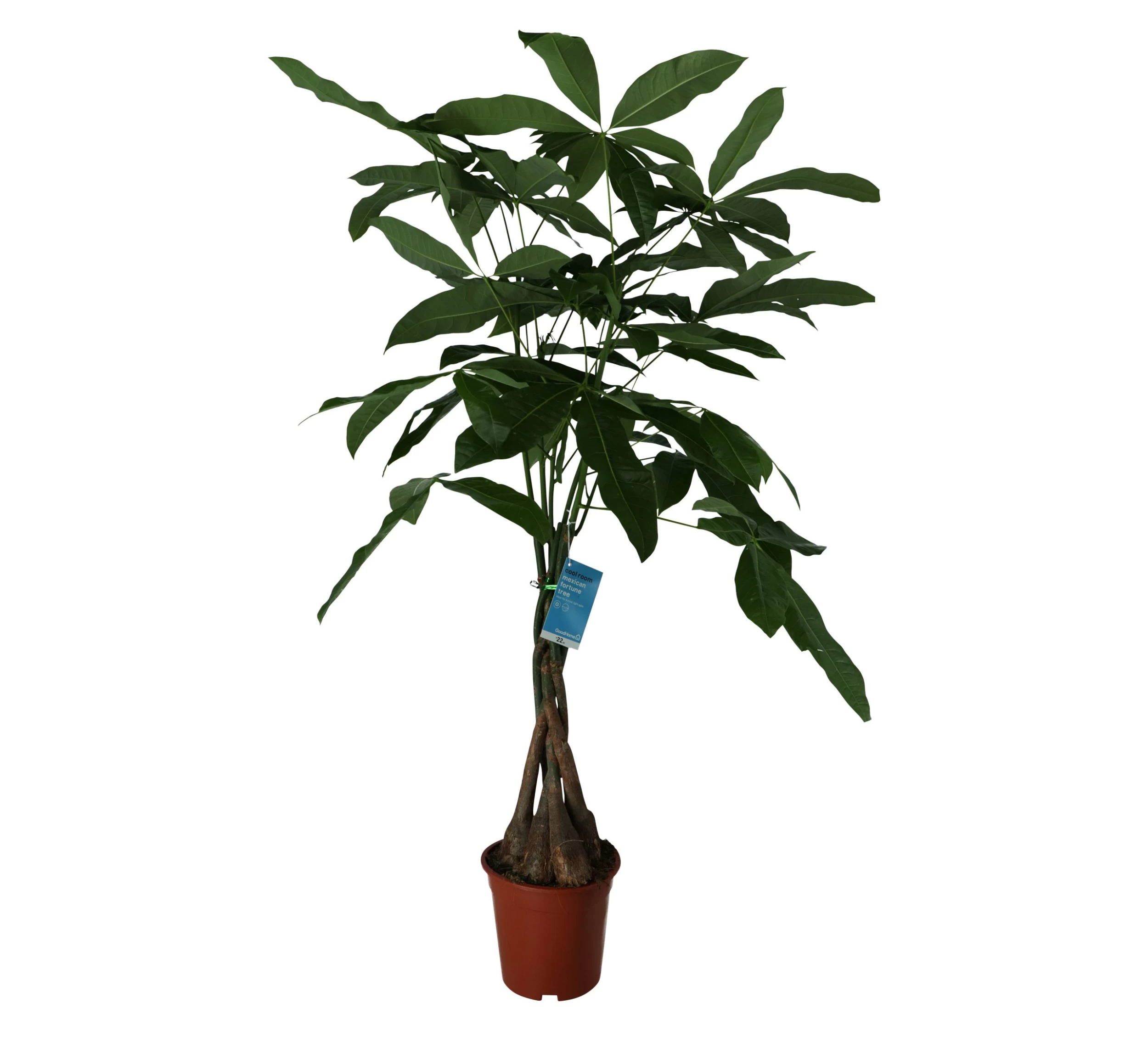 Mexican Fortune Tree In 19cm Terracotta Plastic Grow Pot 3 Mexican Fortune Tree In 19cm Terracotta Plastic Grow Pot