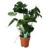 Monstera In 19cm Terracotta Plastic Grow Pot 1 Monstera In 19cm Terracotta Plastic Grow Pot -Gardens and Outdoor Stores monstera in 19cm terracotta plastic grow pot5059340127033 02c
