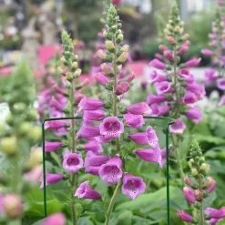 Panacea Steel Curved Plant Support Frame (L)76cm (Dia)30cm, Pack Of 3 -Gardens and Outdoor Stores panacea steel curved plant support frame l 76cm dia 30cm pack of 30093432825228 01i bq