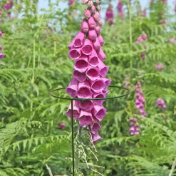 Panacea Steel Single Stem Plant Support (L)91cm (Dia)17cm, Pack Of 3 -Gardens and Outdoor Stores panacea steel single stem plant support l 91cm dia 17cm pack of 30093432825440 01i bq