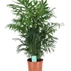 Parlour Palm In 19cm Pot -Gardens and Outdoor Stores parlour palm in 19cm pot5059340224398 02c