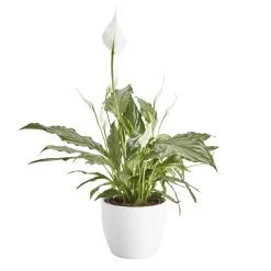 Peace Lily In 14cm White Ceramic Grow Pot