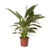 Peace Lily In 17cm Terracotta Plastic Grow Pot 1 Peace Lily In 17cm Terracotta Plastic Grow Pot -Gardens and Outdoor Stores peace lily in 17cm terracotta plastic grow pot3663602462668 02c bq