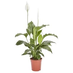 Peace Lily In 21cm Terracotta Plastic Grow Pot