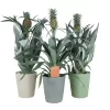 Pineapple Plant In 13.5cm Assorted Ceramic Decorative Pot 1 Pineapple Plant In 13.5cm Assorted Ceramic Decorative Pot -Gardens and Outdoor Stores pineapple plant in 13 5cm assorted ceramic decorative pot5059340224435 02c