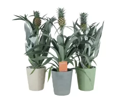 Pineapple Plant In 13.5cm Assorted Ceramic Decorative Pot