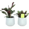 Prayer Plant Pale Grey Ceramic Decorative Pot 2 Prayer Plant Pale Grey Ceramic Decorative Pot -Gardens and Outdoor Stores prayer plant pale grey ceramic decorative pot5059340224312 02c