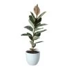 Rubber Plant In 24cm Assorted Ceramic Decorative Pot 2 Rubber Plant In 24cm Assorted Ceramic Decorative Pot -Gardens and Outdoor Stores rubber plant in 24cm assorted ceramic decorative pot5059340827810 02c