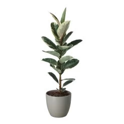 Rubber Plant In 24cm Assorted Ceramic Decorative Pot -Gardens and Outdoor Stores rubber plant in 24cm assorted ceramic decorative pot5059340827810 21c
