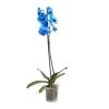 Single Stem Blue Moth Orchid In 12cm Clear Plastic Grow Pot -Gardens and Outdoor Stores single stem blue moth orchid in 12cm clear plastic grow pot3663602462927 02c bq