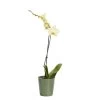 Single Stem Orchid In 12cm Assorted Ceramic Decorative Pot -Gardens and Outdoor Stores single stem orchid in 12cm assorted ceramic decorative pot3663602462941 02c bq 1