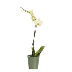 Single Stem Orchid In 12cm Assorted Ceramic Decorative Pot
