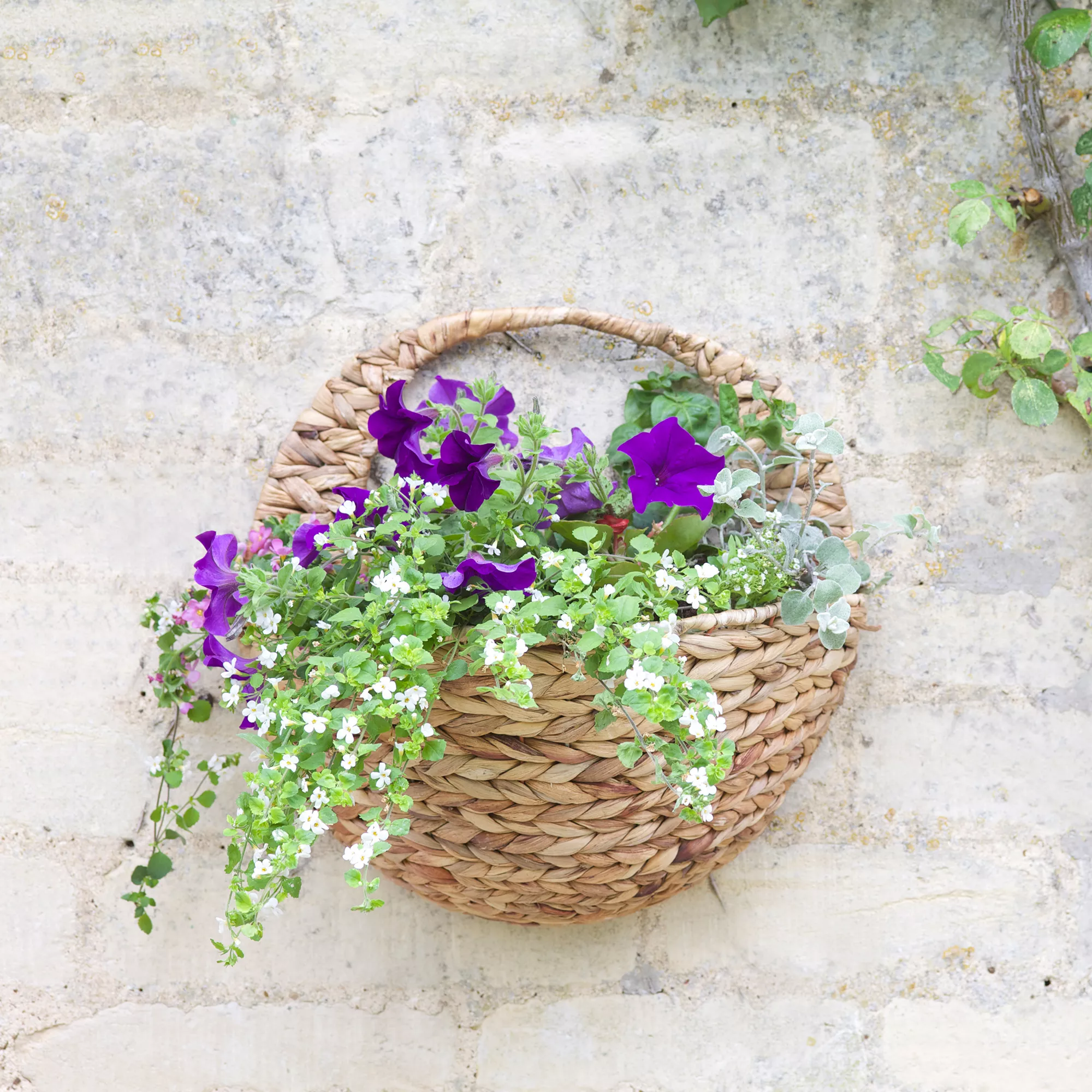 Smart Garden Hyacinth Natural Semi-circle Hanging Basket 4 Smart Garden Hyacinth Natural Semi-circle Hanging Basket - Image 2