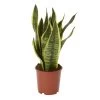 Snake Plant In 14cm Terracotta Plastic Grow Pot -Gardens and Outdoor Stores snake plant in 14cm terracotta plastic grow pot3663602462576 02c bq