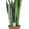 Snake Plant In 25cm Plastic Pot 2 Snake Plant In 25cm Plastic Pot -Gardens and Outdoor Stores snake plant in 25cm plastic pot5059340224657 02c