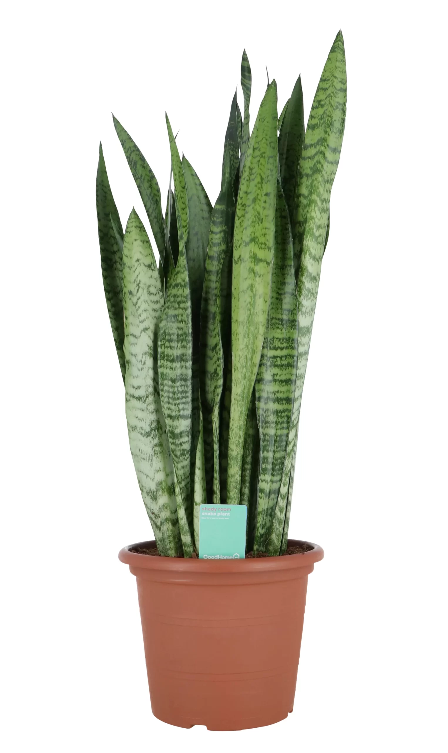 Snake Plant In 25cm Plastic Pot 3 Snake Plant In 25cm Plastic Pot