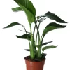 Strelitzia In 17cm Terracotta Plastic Grow Pot -Gardens and Outdoor Stores strelitzia in 17cm terracotta plastic grow pot5059340224374 02c