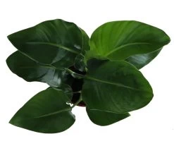 Strelitzia In 17cm Terracotta Plastic Grow Pot -Gardens and Outdoor Stores strelitzia in 17cm terracotta plastic grow pot5059340224374 36c