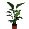 Strelitzia In 21cm Terracotta Plastic Grow Pot 2 Strelitzia In 21cm Terracotta Plastic Grow Pot -Gardens and Outdoor Stores strelitzia in 21cm terracotta plastic grow pot5059340224404 02c