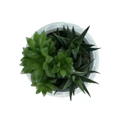 Succulent In 14cm Assorted Ceramic Decorative Pot -Gardens and Outdoor Stores succulent in 14cm assorted ceramic decorative pot3663602463368 38c bq