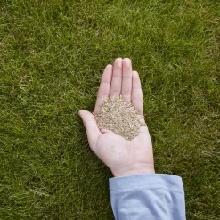 Verve Easy Start Coated Grass Seeds, 1.5kg -Gardens and Outdoor Stores verve easy start coated grass seeds 1 5kg3663602947493 01i 1