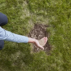 Verve Easy Start Coated Grass Seeds, 1.5kg -Gardens and Outdoor Stores verve easy start coated grass seeds 1 5kg3663602947493 03i 1