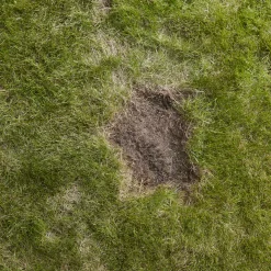 Verve Easy Start Coated Grass Seeds, 1.5kg -Gardens and Outdoor Stores verve easy start coated grass seeds 1 5kg3663602947493 04i