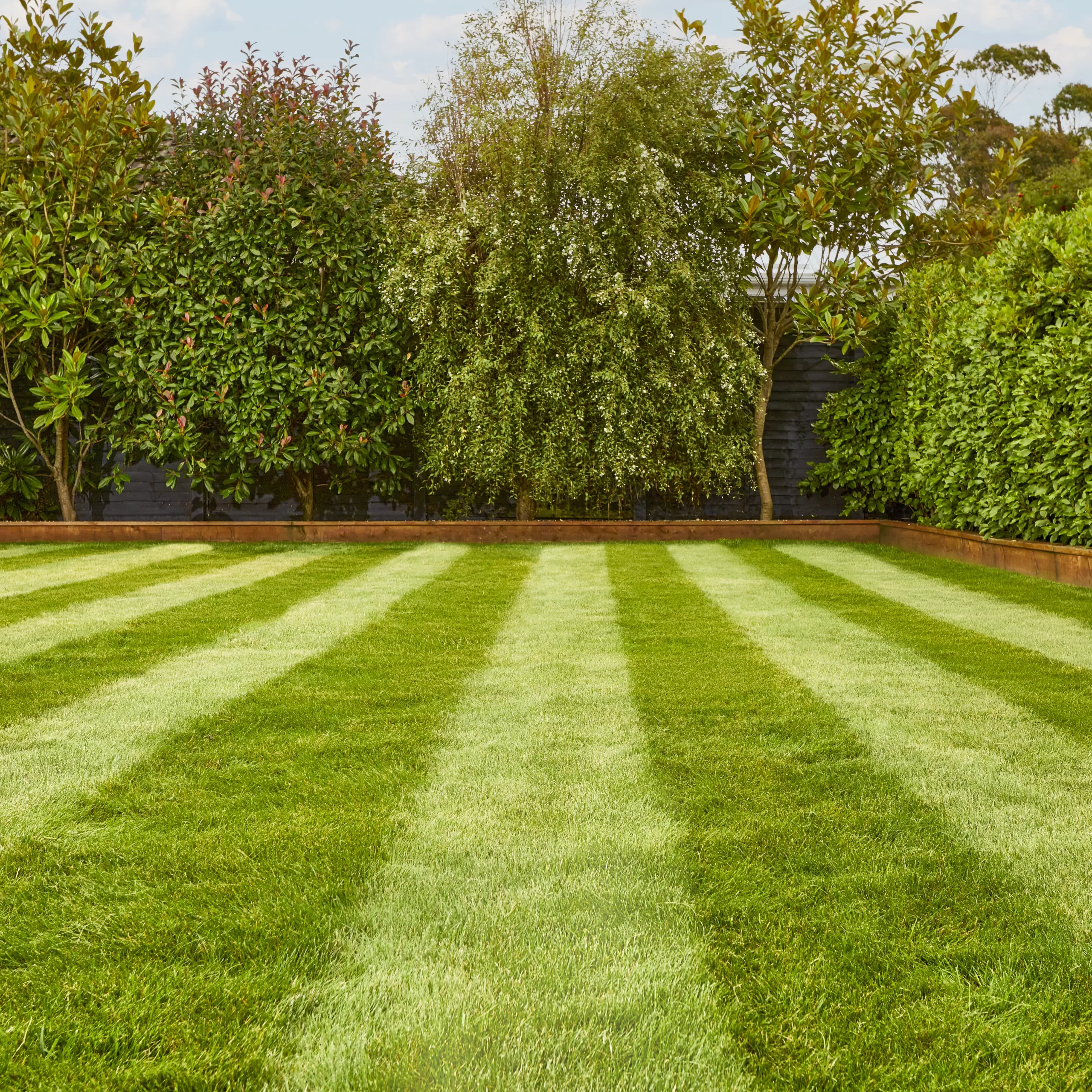 Verve Fine English Grass Seeds, 1.25kg 5 Verve Fine English Grass Seeds, 1.25kg - Image 3